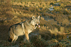 eurasian greywolf