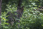 eurasian greywolf