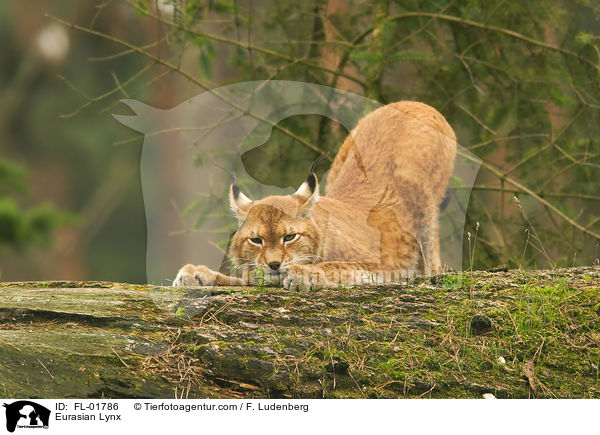 Eurasischer Luchs / Eurasian Lynx / FL-01786