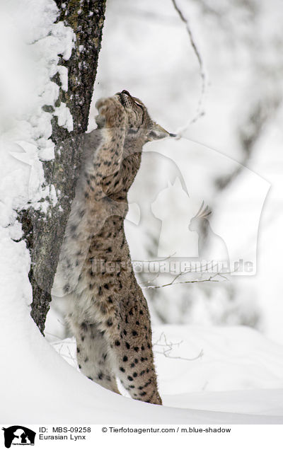 Eurasischer Luchs / Eurasian Lynx / MBS-09258