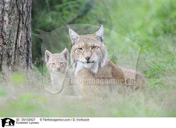 Eurasian Lynxes / DV-02827
