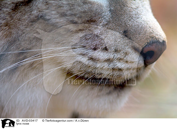 Eurasischer Luchs Nase / lynx nose / AVD-03417