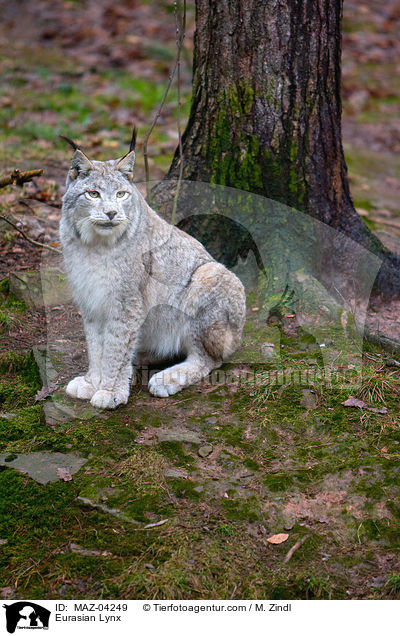 Eurasischer Luchs / Eurasian Lynx / MAZ-04249