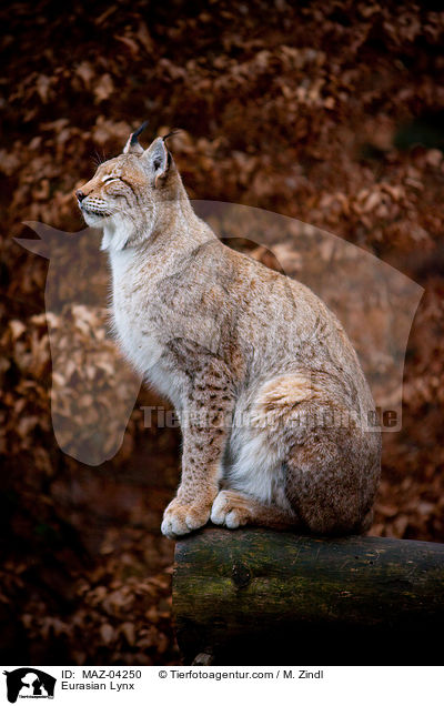 Eurasian Lynx / MAZ-04250
