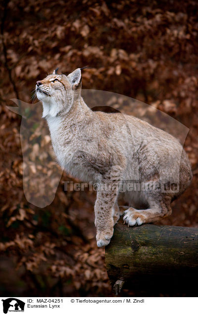 Eurasischer Luchs / Eurasian Lynx / MAZ-04251