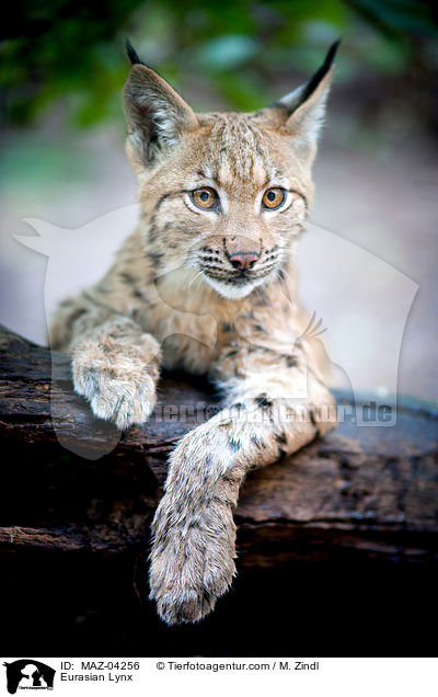 Eurasischer Luchs / Eurasian Lynx / MAZ-04256