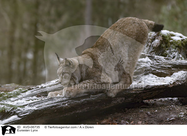 Eurasischer Luchs / Eurasian Lynx / AVD-06735