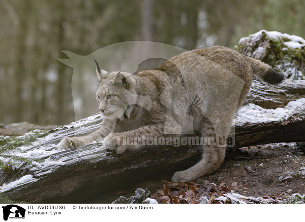 Eurasischer Luchs / Eurasian Lynx / AVD-06736