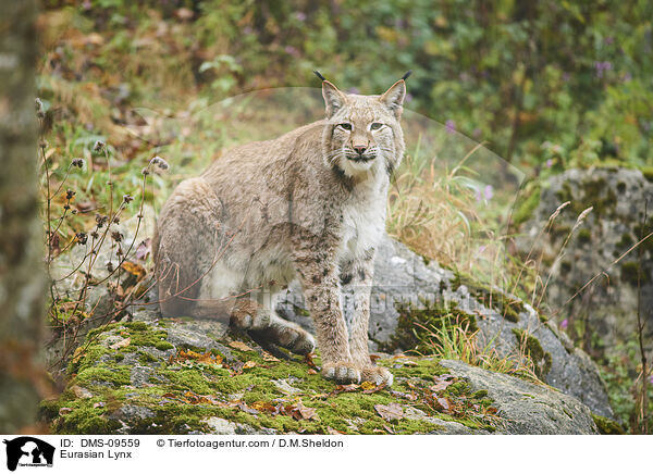 Eurasian Lynx / DMS-09559