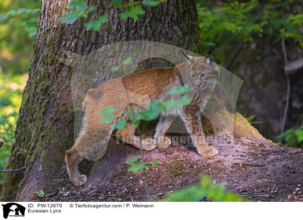 Eurasian Lynx / PW-12679