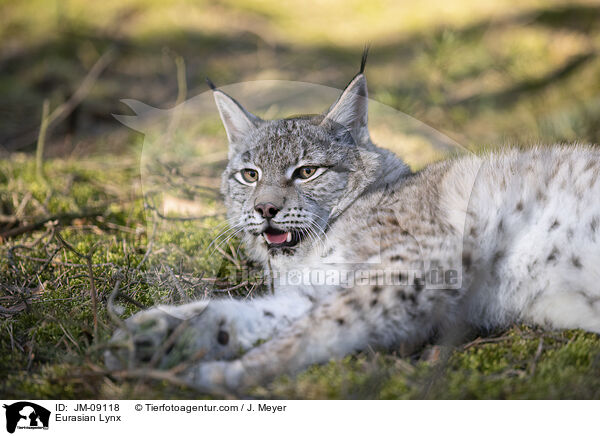 Eurasian Lynx / JM-09118