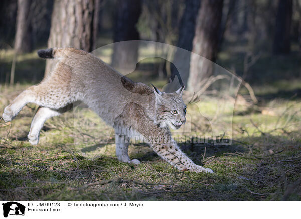 Eurasian Lynx / JM-09123