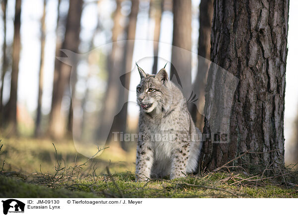 Eurasian Lynx / JM-09130