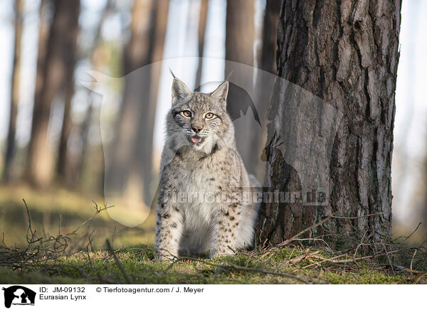 Eurasian Lynx / JM-09132