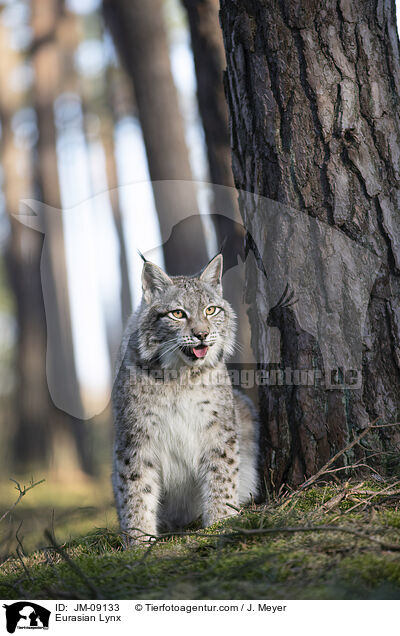Eurasian Lynx / JM-09133