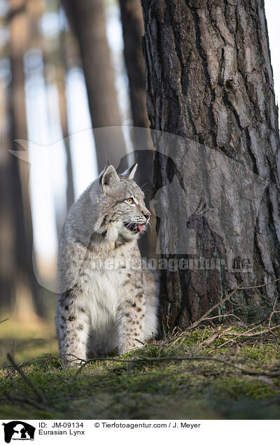 Eurasian Lynx / JM-09134