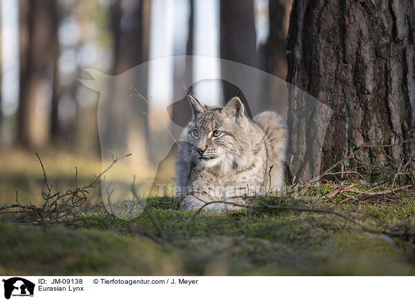 Eurasian Lynx / JM-09138
