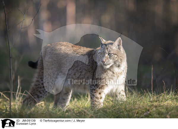 Eurasian Lynx / JM-09139