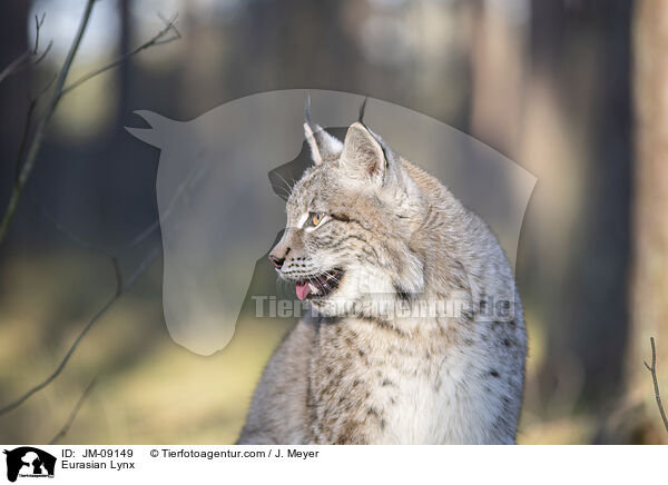 Eurasian Lynx / JM-09149