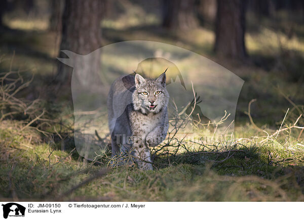 Eurasian Lynx / JM-09150