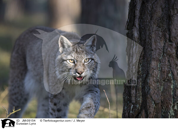 Eurasian Lynx / JM-09154