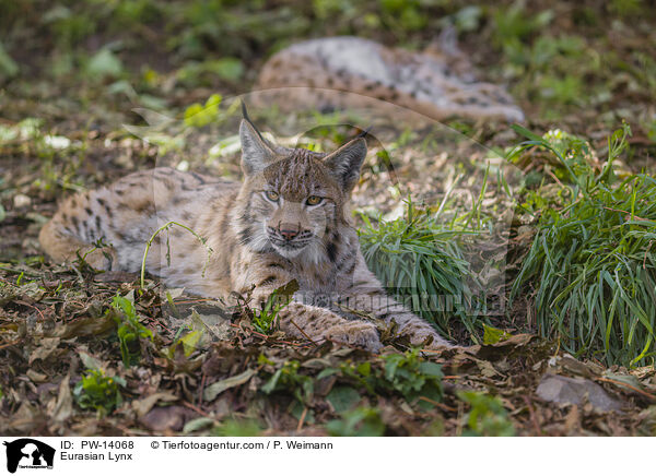 Eurasian Lynx / PW-14068
