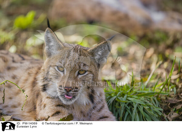 Eurasian Lynx / PW-14069