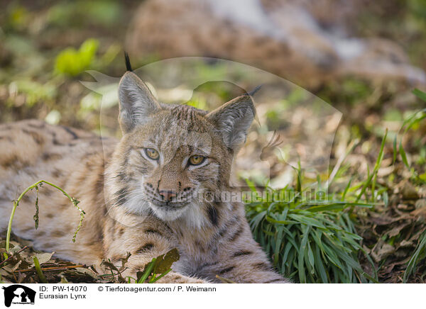 Eurasian Lynx / PW-14070