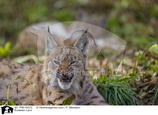 Eurasian Lynx / PW-14072