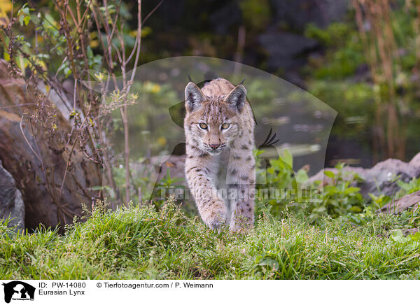 Eurasian Lynx / PW-14080