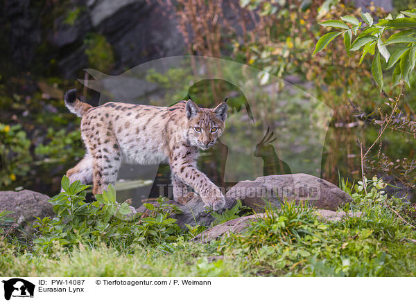 Eurasian Lynx / PW-14087