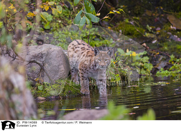Eurasian Lynx / PW-14089