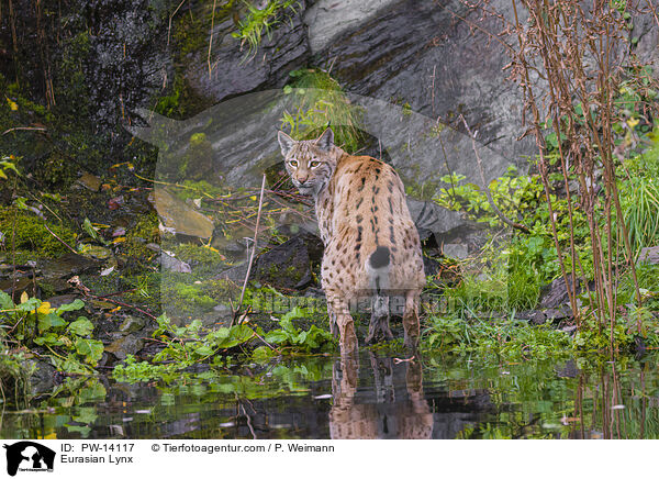 Eurasian Lynx / PW-14117