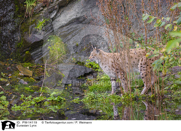 Eurasian Lynx / PW-14119