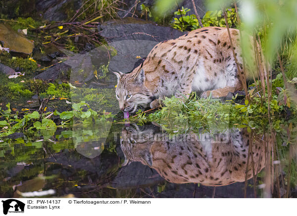 Eurasischer Luchs / Eurasian Lynx / PW-14137