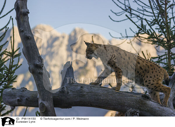 Eurasischer Luchs / Eurasian Lynx / PW-14150