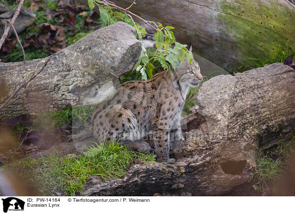 Eurasian Lynx / PW-14164