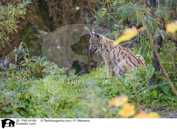Eurasian Lynx / PW-14169