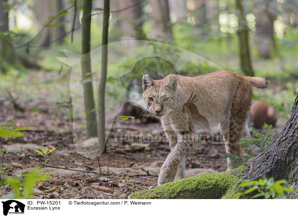 Eurasian Lynx / PW-15201