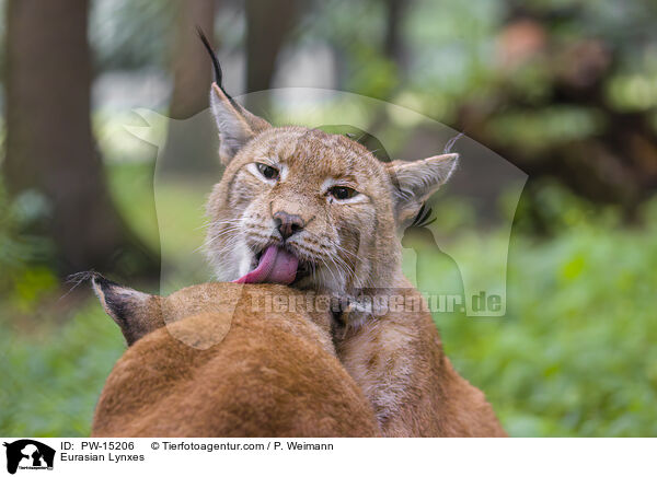 Eurasian Lynxes / PW-15206