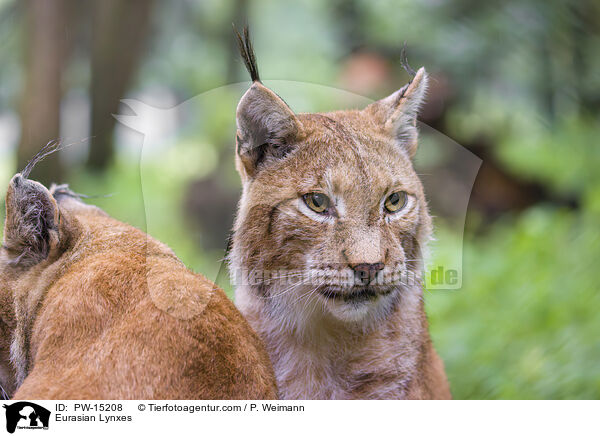 Eurasian Lynxes / PW-15208