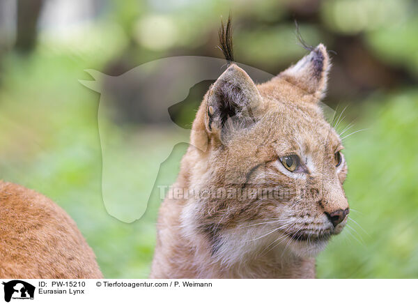 Eurasian Lynx / PW-15210