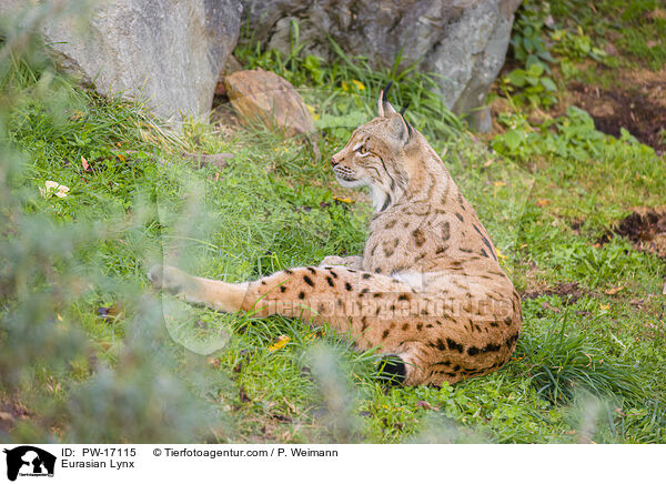 Eurasian Lynx / PW-17115