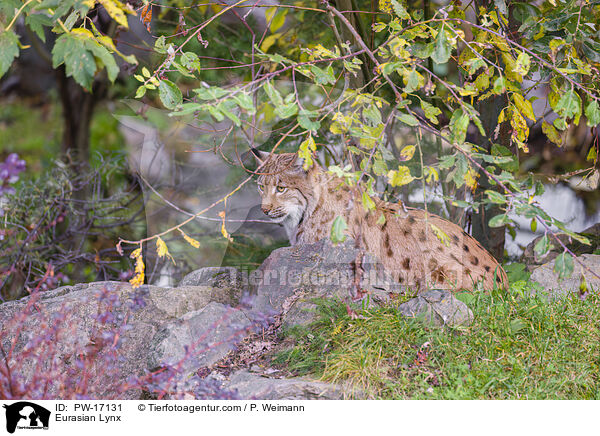 Eurasischer Luchs / Eurasian Lynx / PW-17131