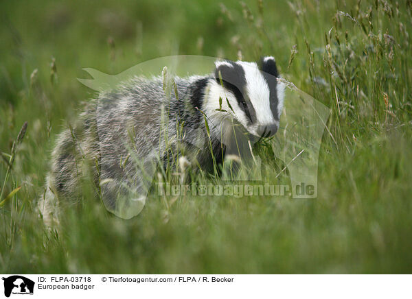 European badger / FLPA-03718