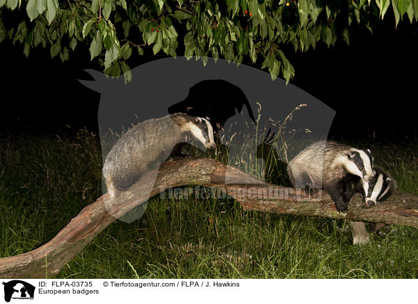 European badgers / FLPA-03735