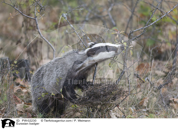 Eurasian badger / PW-02230