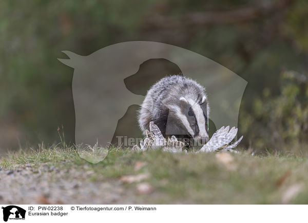 Europischer Dachs / Eurasian badger / PW-02238