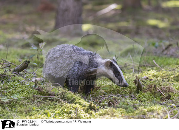 Eurasian badger / PW-02244