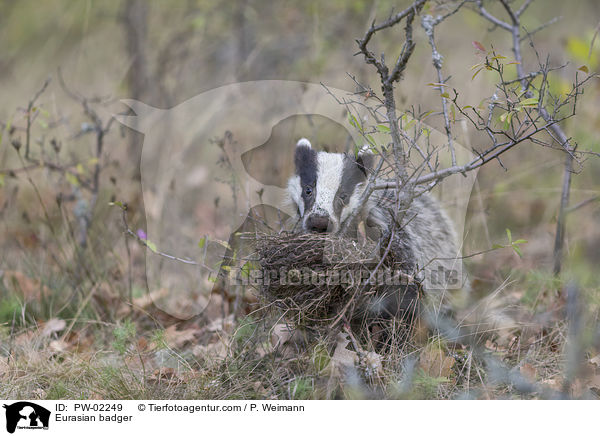 Eurasian badger / PW-02249